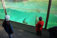 Imagine atasata: Zoo Berlin 0483.JPG